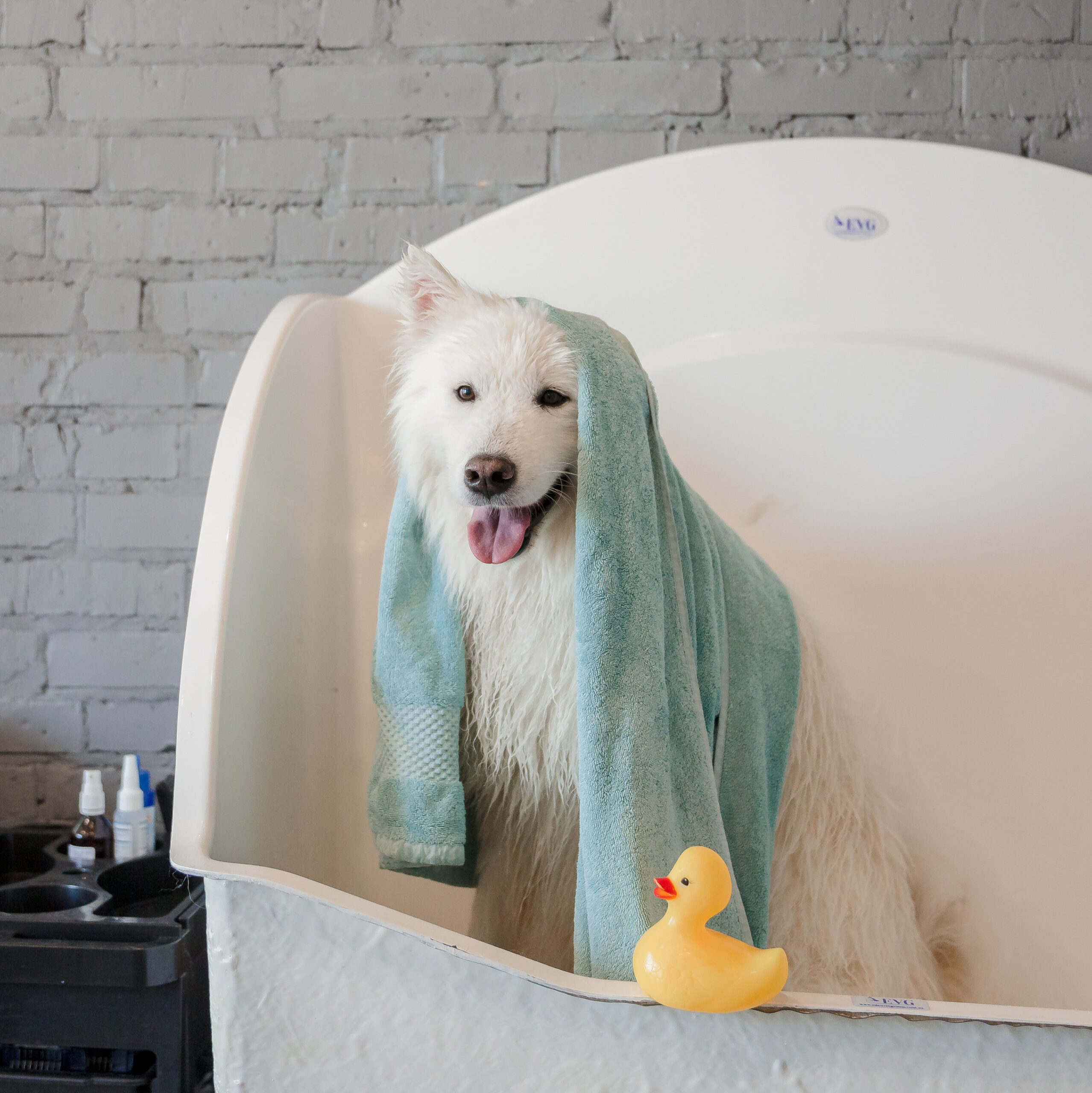 犬のシャンプーについて どのくらいの頻度で洗うの お家で洗うにはどうしたらいい 眼科専門 麻布十番の動物病院gc 動物の目の病気の治療に 犬のシャンプーについて どのくらいの頻度で洗うの お家で洗うにはどうしたらいい 眼科専門 麻布十番の動物病院gc 動物の目の病気の治療に
