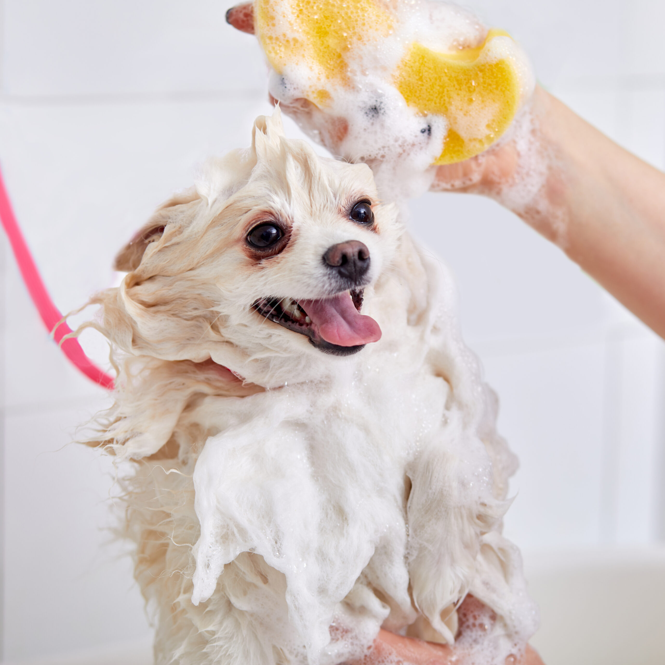 犬のシャンプーについて どのくらいの頻度で洗うの お家で洗うにはどうしたらいい 眼科専門 麻布十番の動物病院gc 動物の目の病気の治療に 犬のシャンプーについて どのくらいの頻度で洗うの お家で洗うにはどうしたらいい 眼科専門 麻布十番の動物病院gc 動物の目の病気の治療に