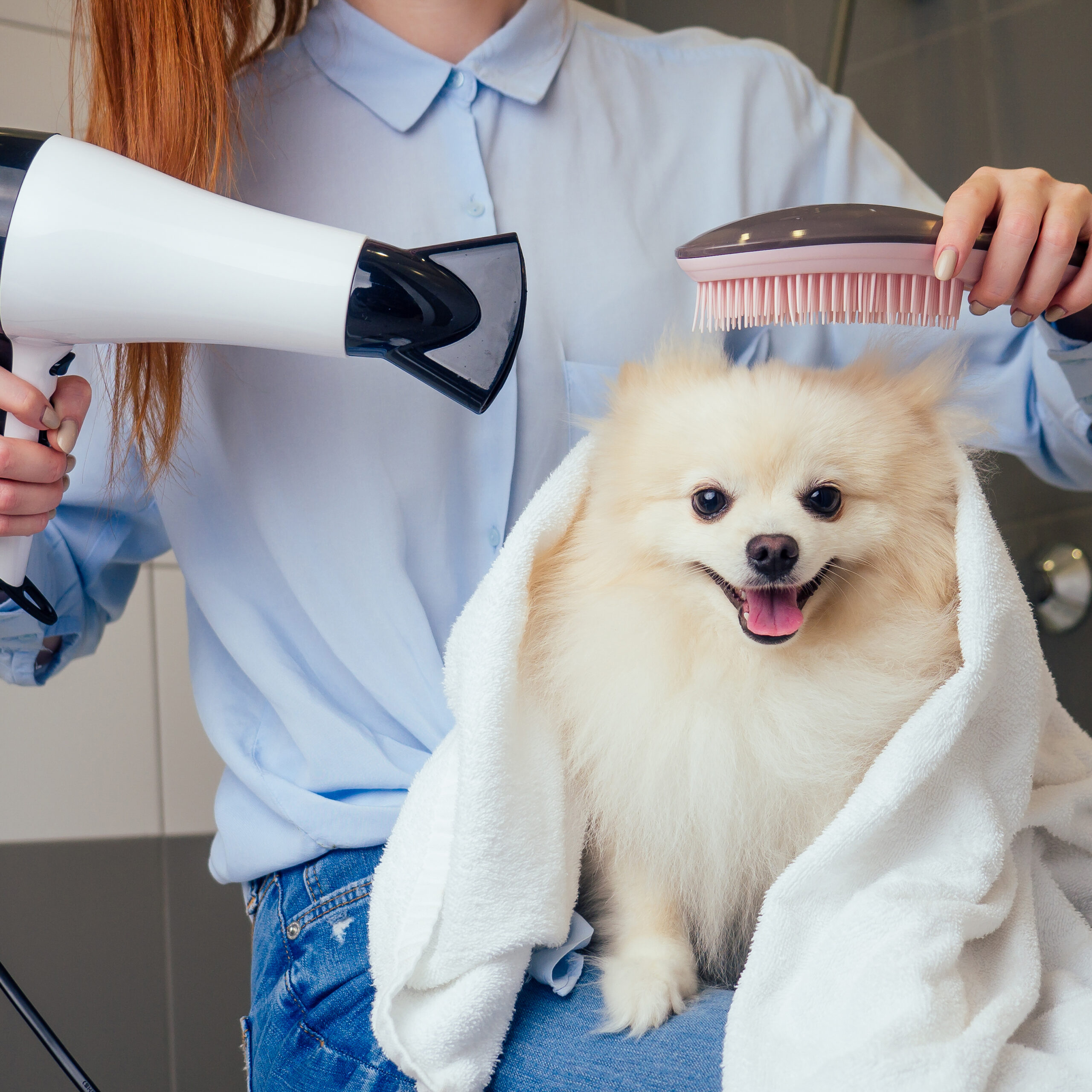 犬のシャンプーについて どのくらいの頻度で洗うの お家で洗うにはどうしたらいい 眼科専門 麻布十番の動物病院gc 動物の目の病気の治療に