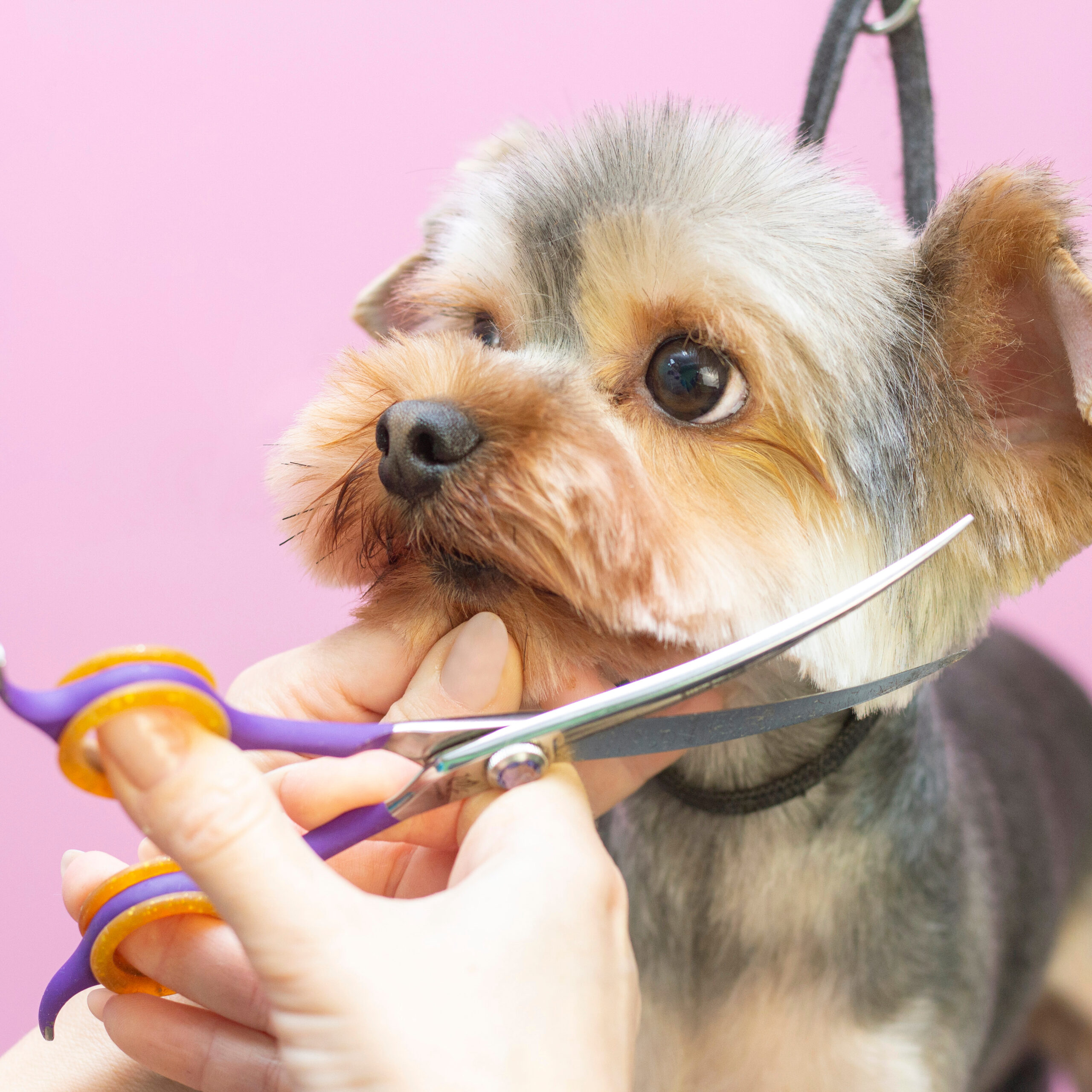 犬のシャンプーについて どのくらいの頻度で洗うの お家で洗うにはどうしたらいい 眼科専門 麻布十番の動物病院gc 動物の目の病気の治療に