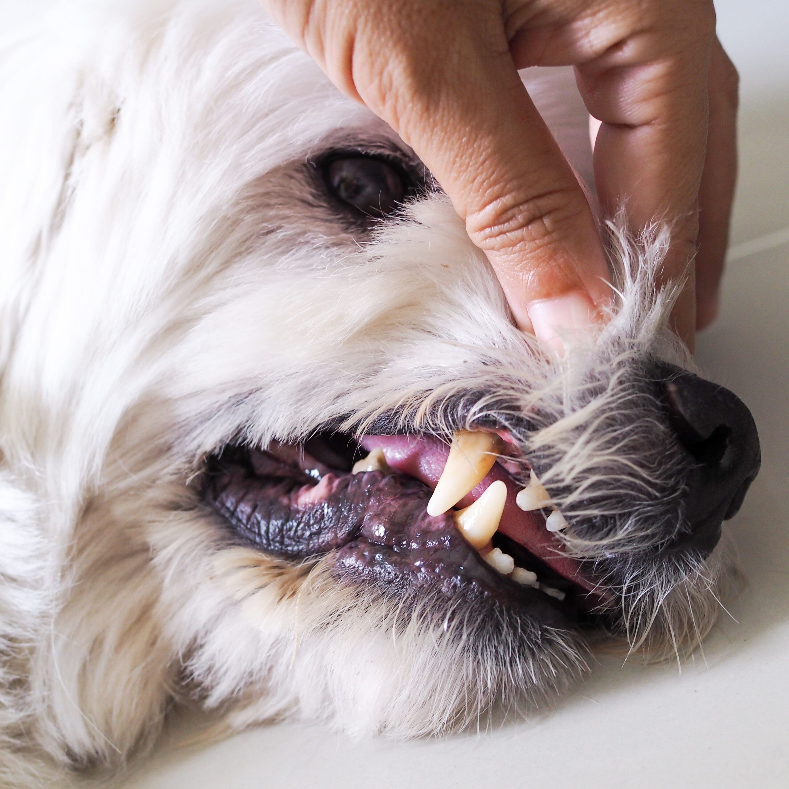犬の歯について 歯磨きって必要 歯石を予防するには 眼科専門 麻布十番の動物病院gc 動物の目の病気の治療に 犬の歯について 歯磨きって必要 歯石を予防するには 眼科専門 麻布十番の動物病院gc 動物の目の病気の治療に