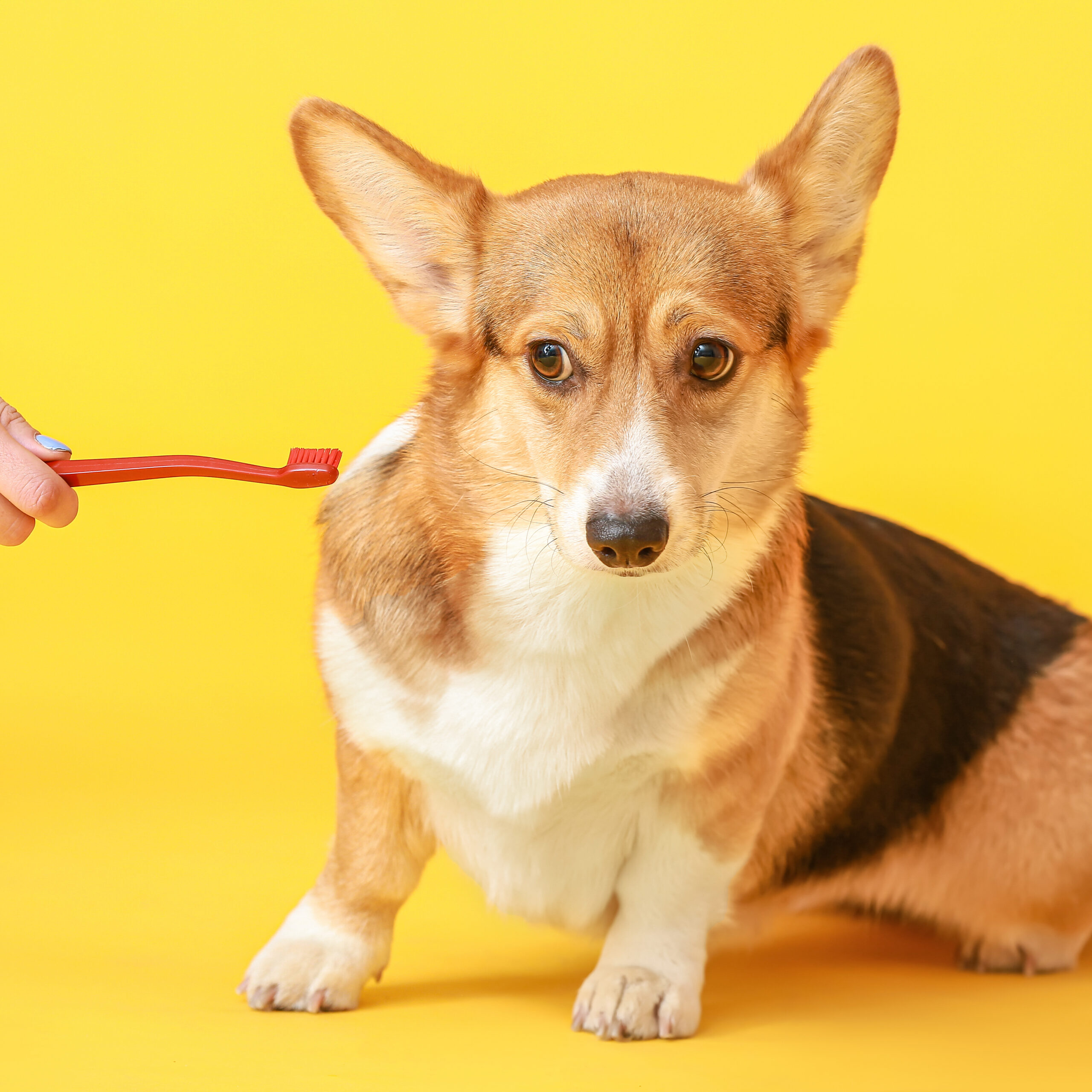 犬の歯について 歯磨きって必要 歯石を予防するには 眼科専門 麻布十番の動物病院gc 動物の目の病気の治療に 犬の歯について 歯磨きって必要 歯石を予防するには 眼科専門 麻布十番の動物病院gc 動物の目の病気の治療に