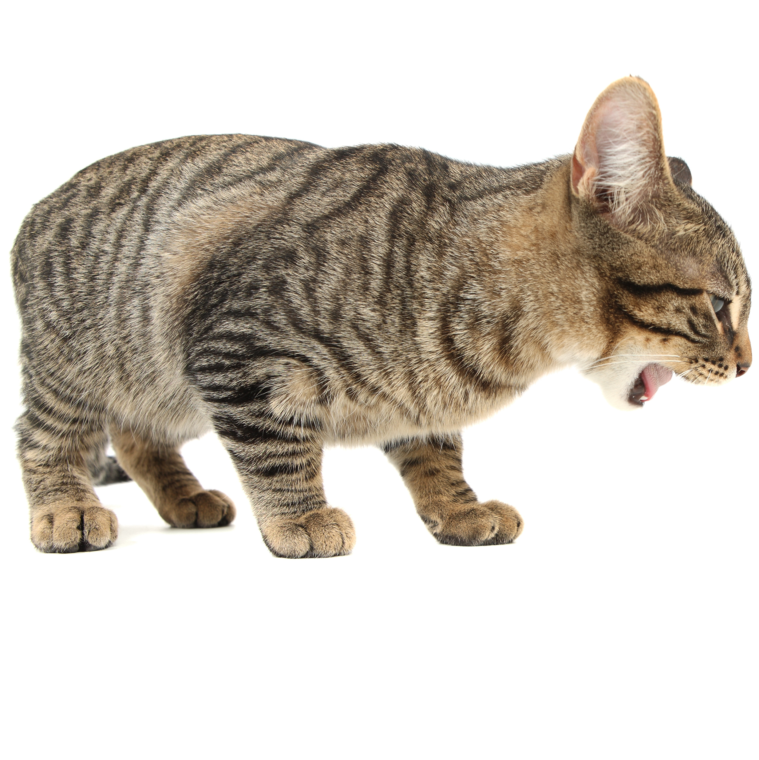 猫 毛 玉 吐く