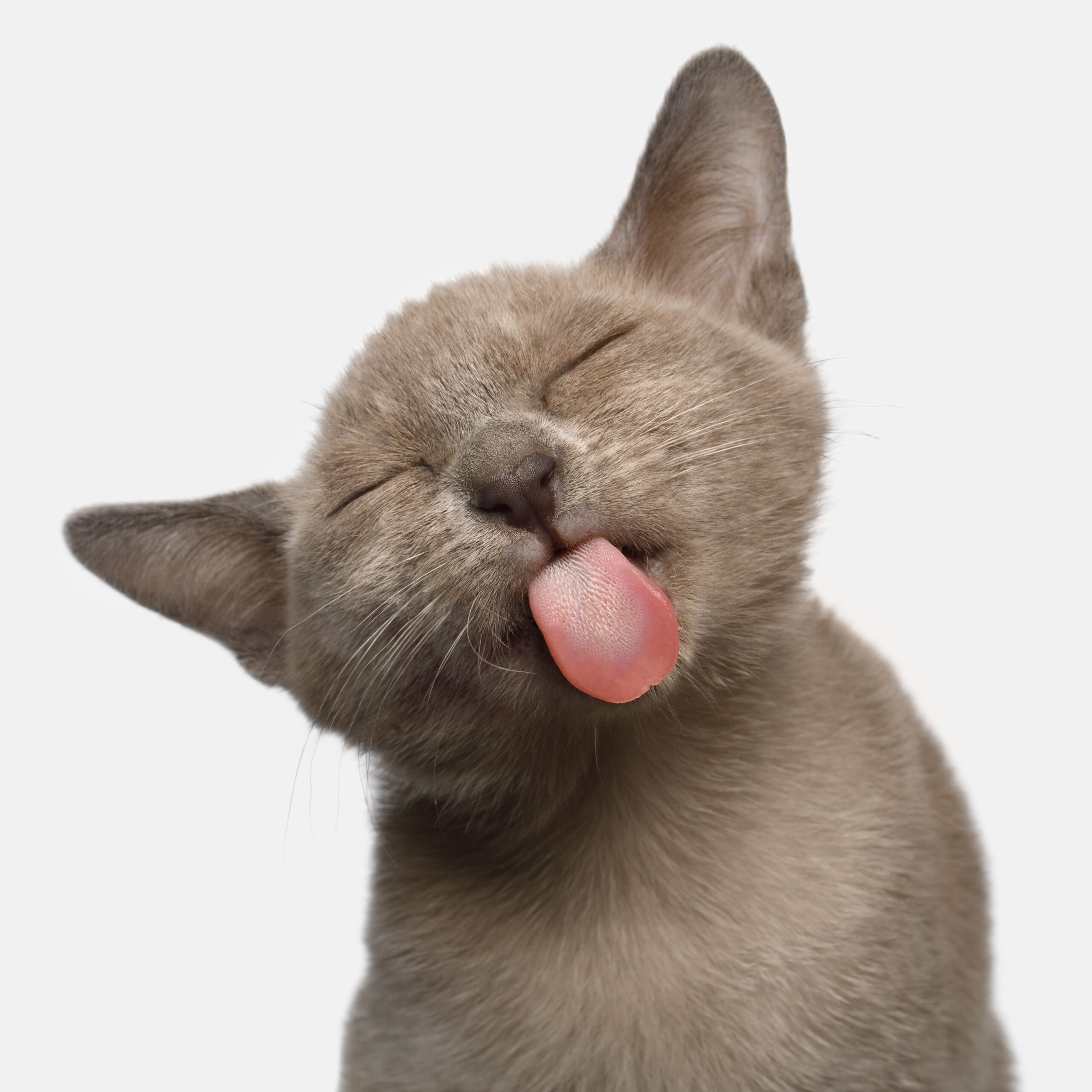 猫の毛玉について 吐く原因は 対策はできるの 眼科専門 麻布十番の動物病院gc 動物の目の病気の治療に