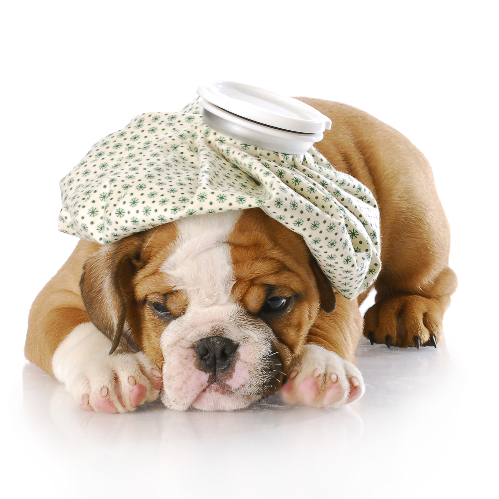 犬の熱中症について どんな症状 予防法はあるの 眼科専門 麻布十番の動物病院gc 動物の目の病気の治療に