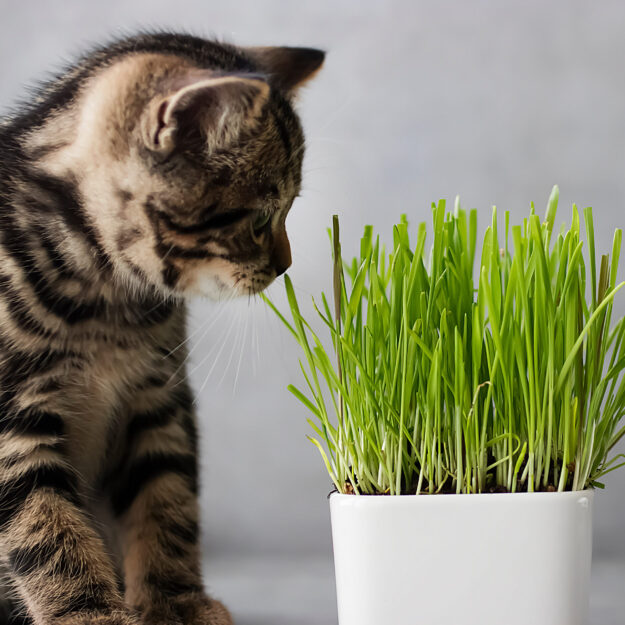 Little,Tabby,Color,Kitten,And,Green,Grass,Of,Wheat,On