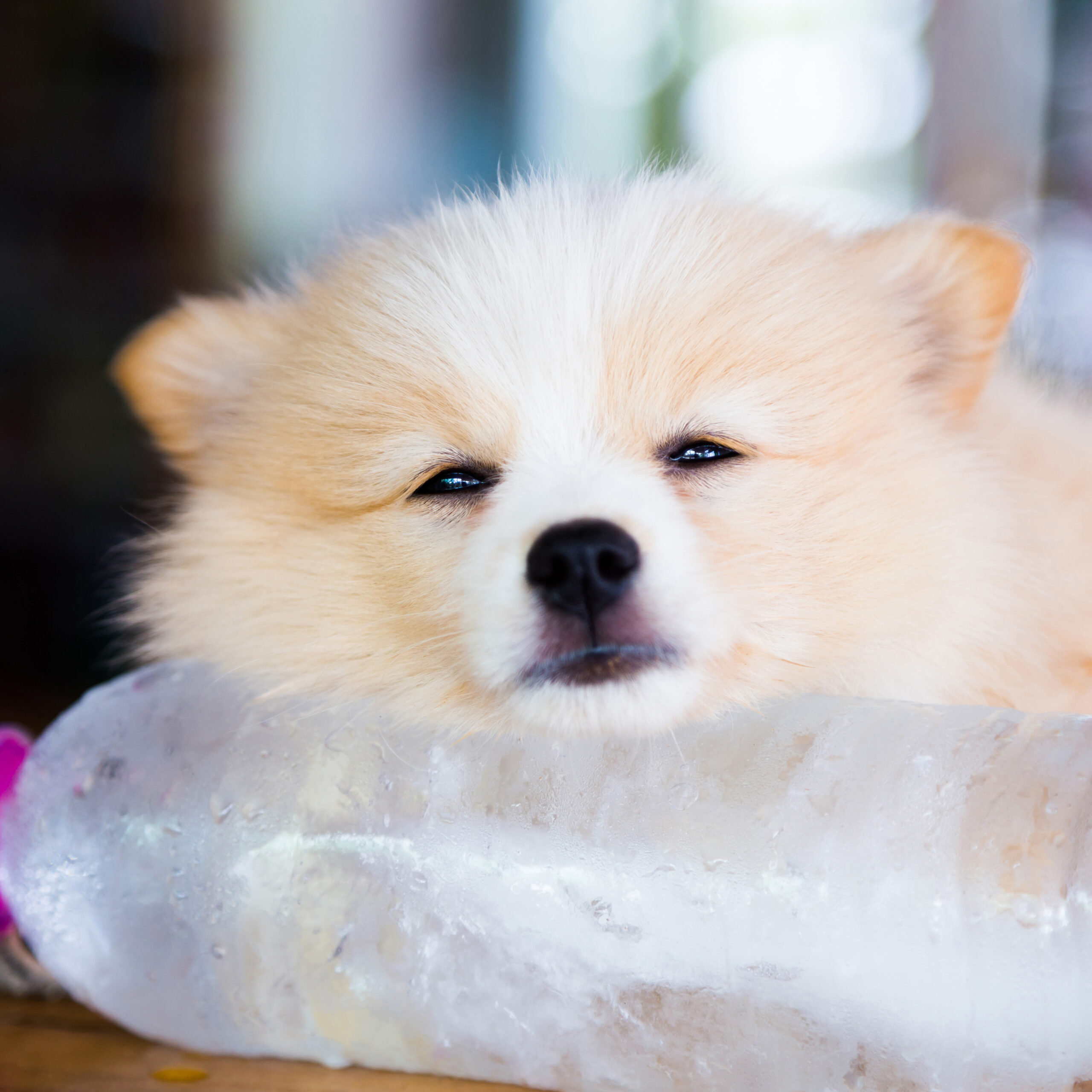 Brown,Pomeranian,Dog,Sleeping,On,The,Frozen,Water,Bottle.