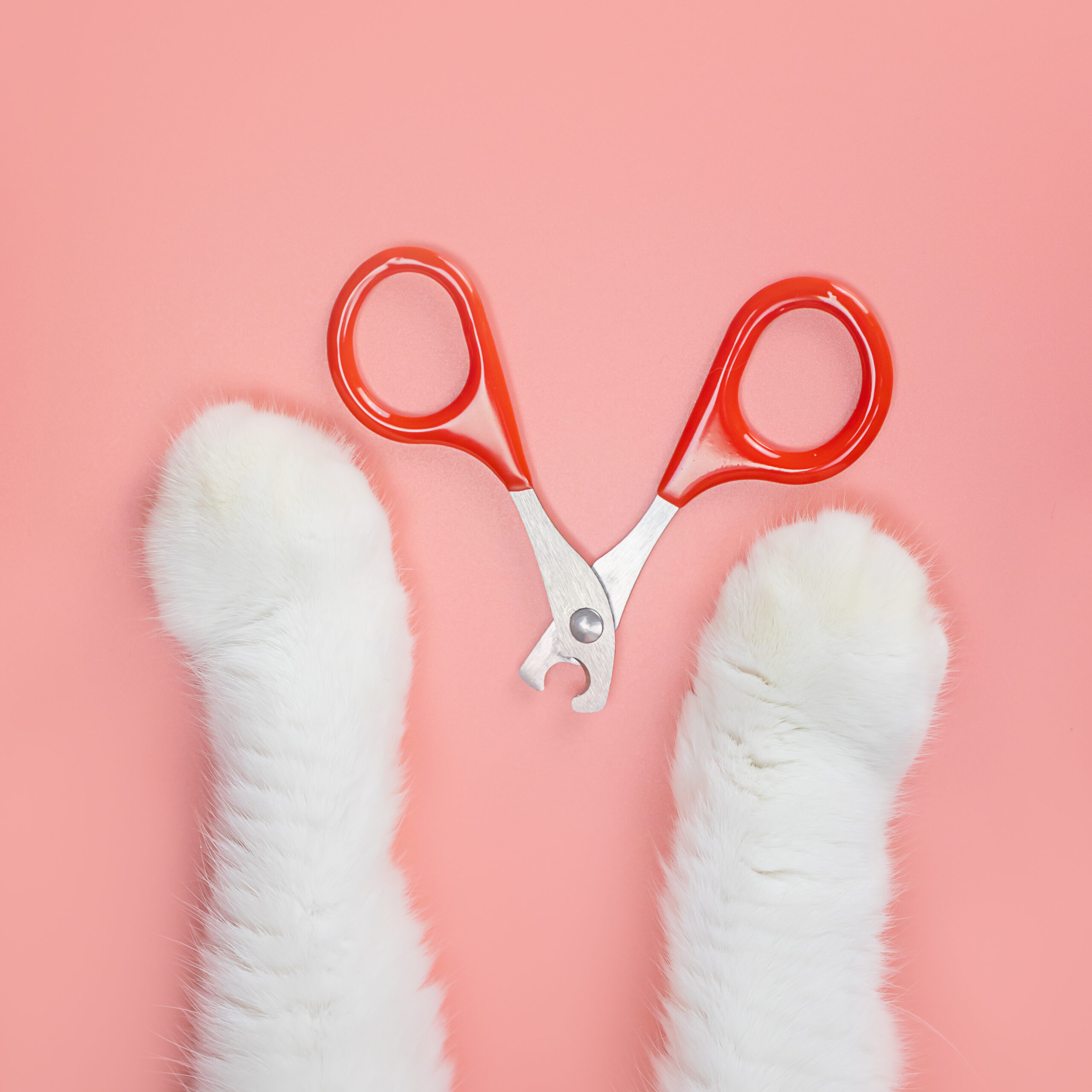 Cat,Nail,Clippers,,Claw,Scissors,,And,Cat,Paws,On,A