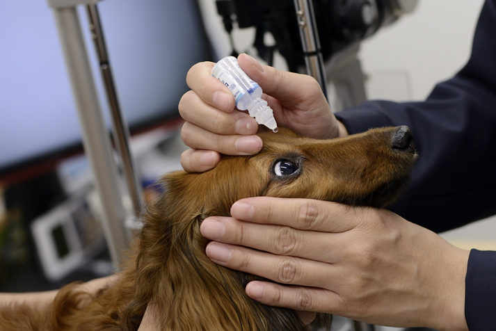 眼科専門動物病院GCの院長が犬の目薬を差している