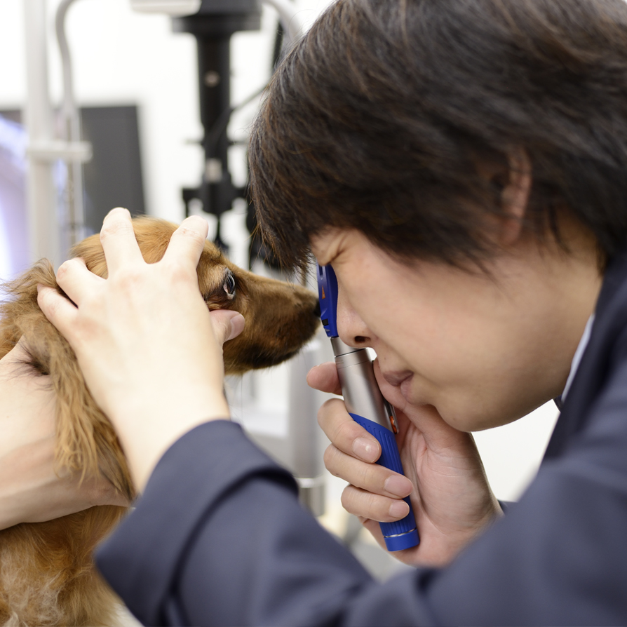 犬の目を診察している眼科専門の動物病院の院長獣医師田上久美