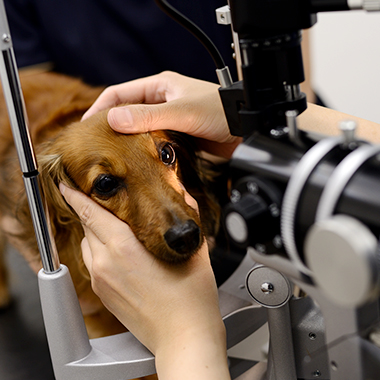 眼科専門の麻布十番・動物病院での眼科検診