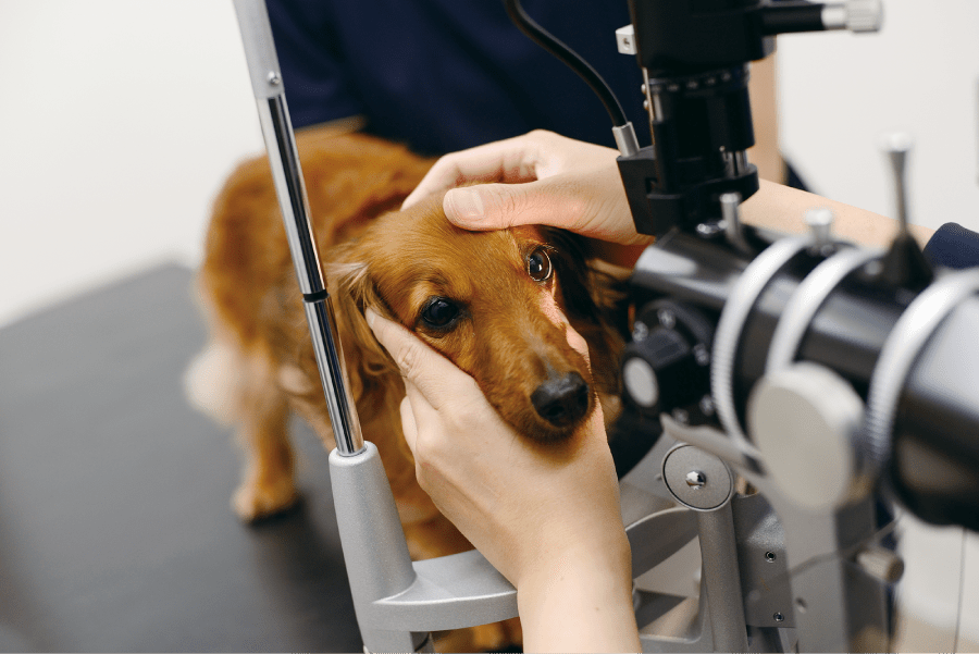 眼科専門、麻布十番の動物病院、犬の眼科診療